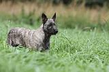 BOUVIER DES ARDENNES 172